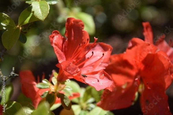 Obraz Rhododendron orange