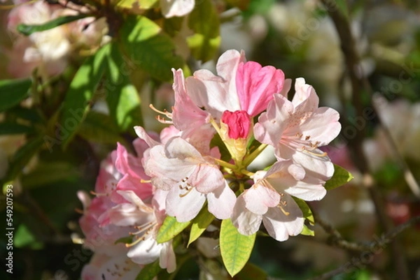 Obraz Rhododendron weiß-rosa