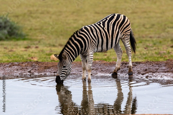 Obraz One Burchel's zebra drinking water