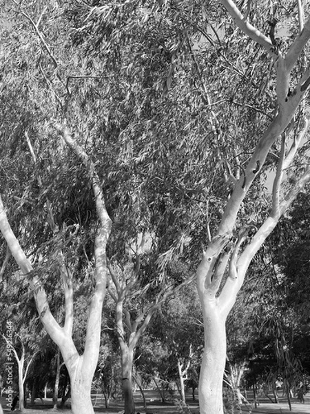 Obraz black and white