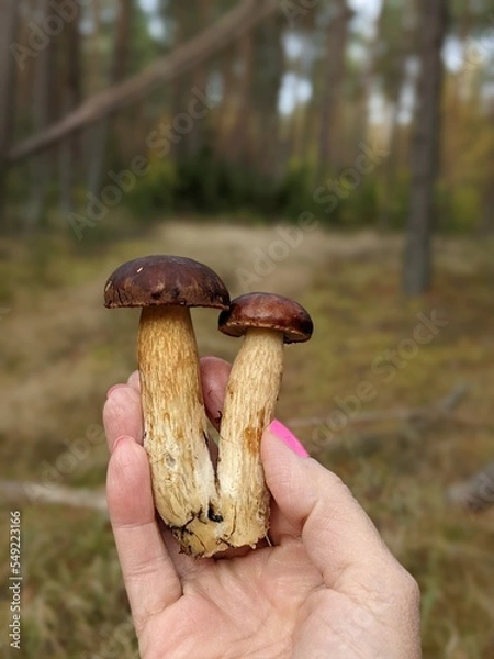 Fototapeta mushrooms in the hand on the autumn forest background