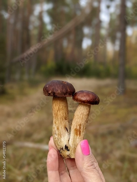 Fototapeta mushrooms in the hand on the autumn forest background