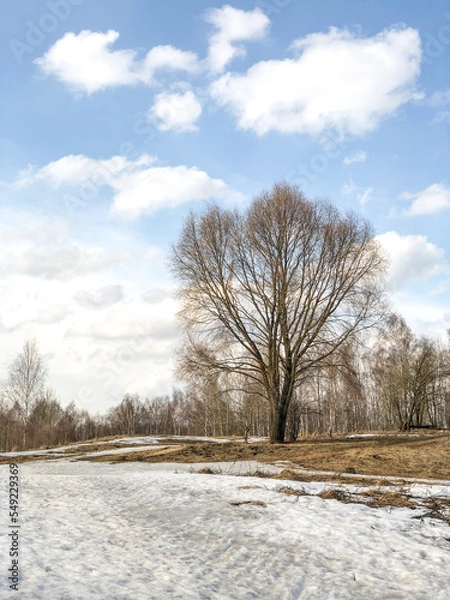 Fototapeta Large tree on hill with melting snow and dry grass on thawed areas , nature landscape in early spring