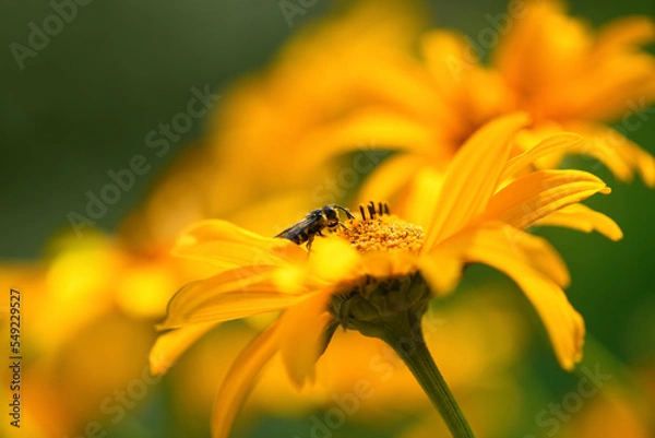 Obraz Bee and flower. Close up of a large striped bee collecting pollen on a yellow flower on a Sunny  day. Summer and spring backgrounds