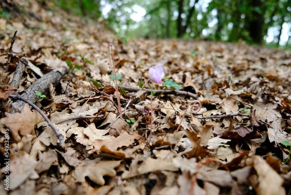 Fototapeta Sottobosco