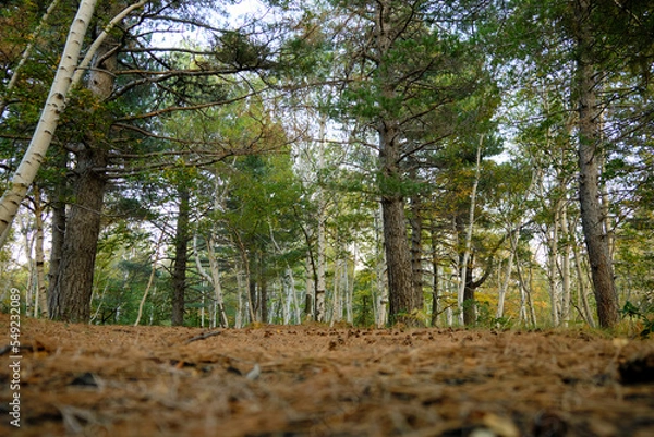 Fototapeta Boschetto