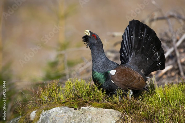 Fototapeta Western capercaillie, tetrao urogallus, lekking in forest in autumn nature. Wild grouse courting in woodland in fall. Black bird sitting on green moss.