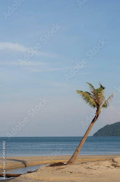 Fototapeta a coconut tree by the beach