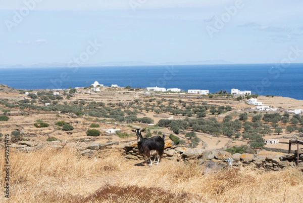 Obraz Sifnos