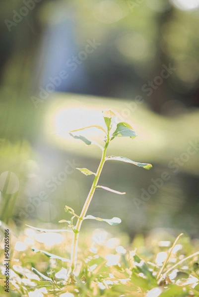 Fototapeta flowers in the forest