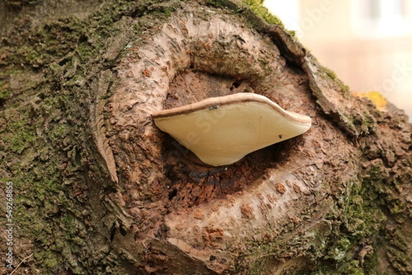 Obraz 桜の木に着いたサルノコシカケ