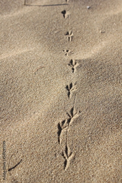 Fototapeta Traces of a seagull on the beach vertical photo