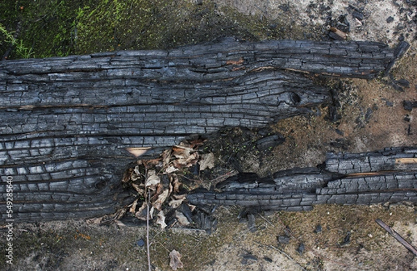 Fototapeta  Charred black burnt wood texture close-up for background, pattern, banner