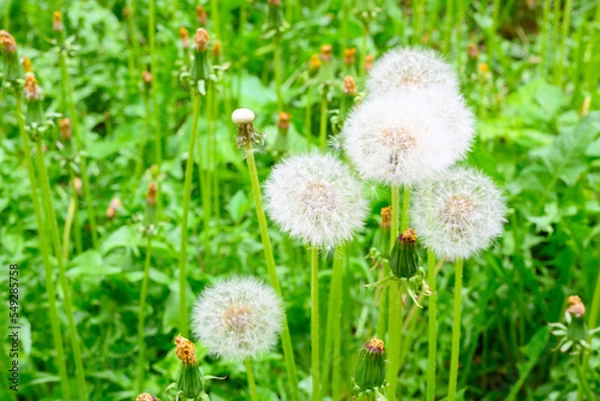 Fototapeta Glade of fresh meadow dandelions on a sunny spring day. Flowering dandelions. Excellent background for the expression of spring mood. Dandelion plant with a fluffy bud.