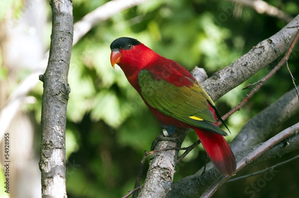 Obraz Purple-naped Lory