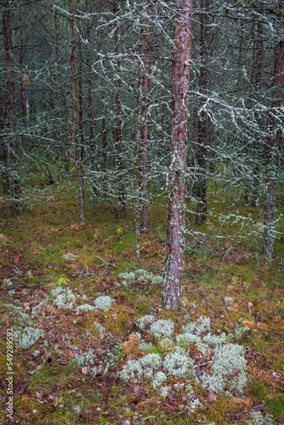 Fototapeta Beautiful Forest 2