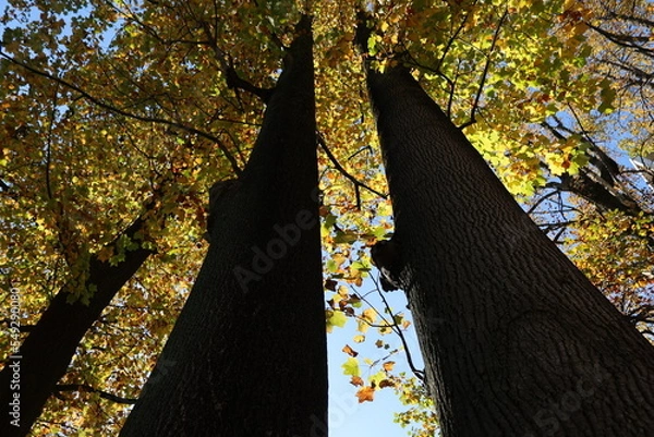 Obraz 初秋の青空に伸びる大木のシルエット