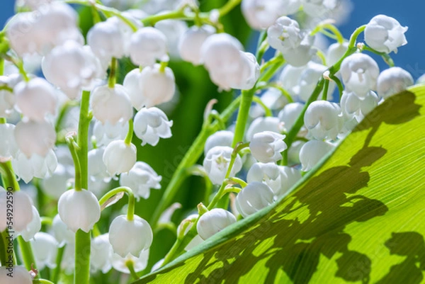 Obraz Many white lily of valley flowers on thin green stems with large close-up leaves. Flowers of lilies of valley are illuminated by sunlight.