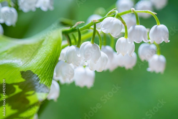 Fototapeta Lily of valley flowers close-up on green background on sunny day. Lilies of valley close-up on green background.