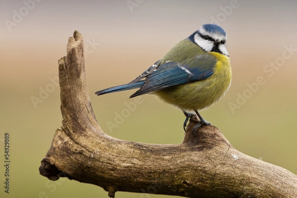Fototapeta Blue Tit on a Branch