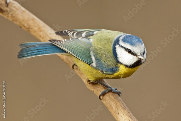 Fototapeta Blue Tit on a twig