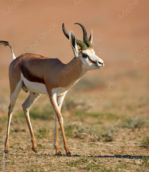 Obraz Springbok