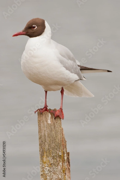 Obraz Black Headed Gull sat on a post