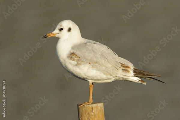 Obraz Seagull on a Post