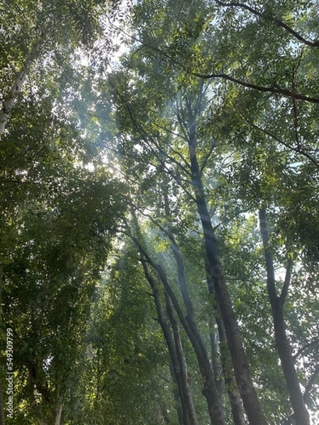 Fototapeta trees in the forest