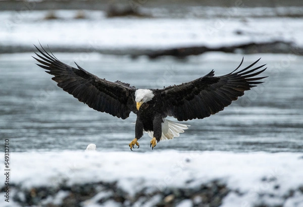 Fototapeta Bald eagle