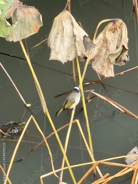 Obraz Bird on a leaf