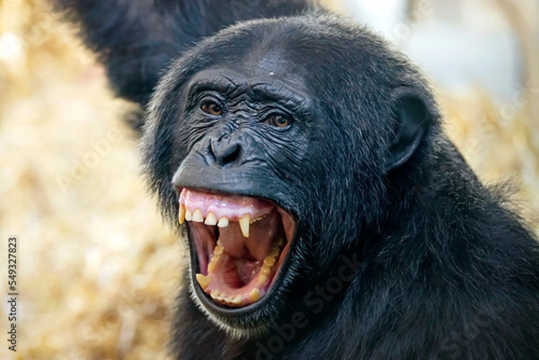 Fototapeta Close up view of Chimpanzee (Pan troglodytes)