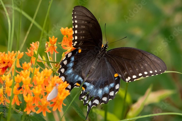 Obraz butterfly on a flower