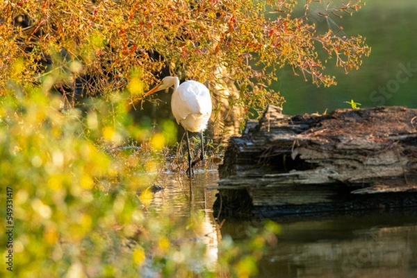 Obraz Great Egret