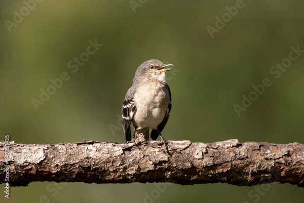 Obraz Mockingbird on pine branch