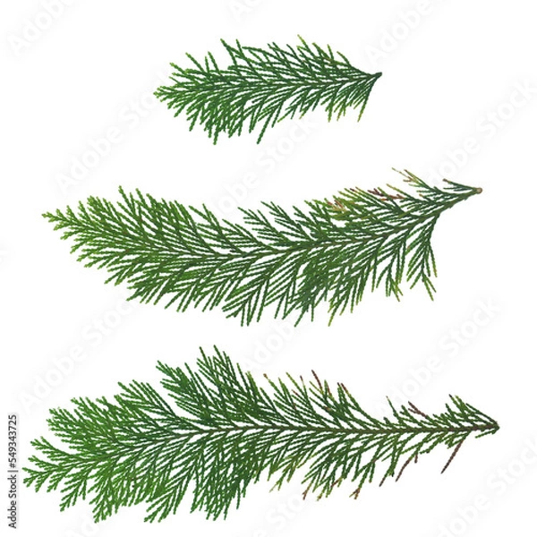 Obraz Transparent pine tree leaf, isolated green leaves