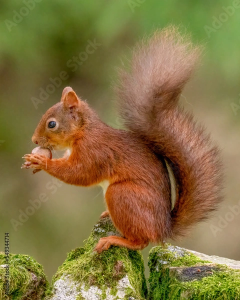 Fototapeta Rare red squirrel with a bushy tail in North Yorkshire, England on a stone wall