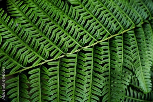 Fototapeta Photo of leaves for background