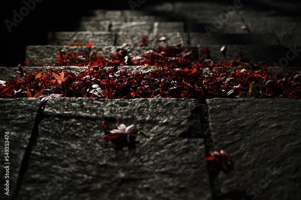 Obraz 公園の紅葉