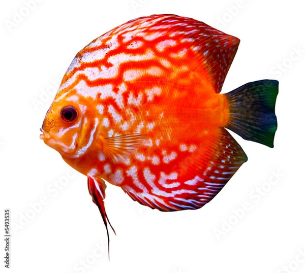 Obraz colorful tropical discus fish