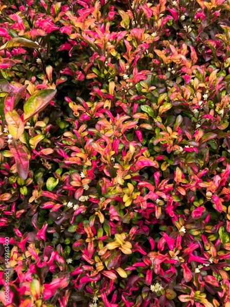 Fototapeta Red and green annual succulent background