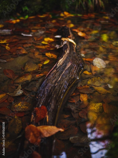 Obraz autumn in the forest