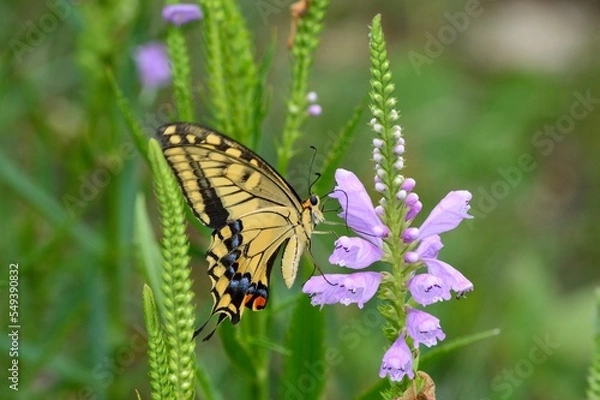 Fototapeta キアゲハ