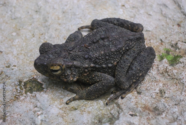 Fototapeta a dark colored frog is resting