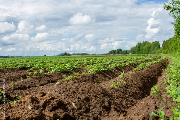 Fototapeta cereals farming in Linköping Sweden