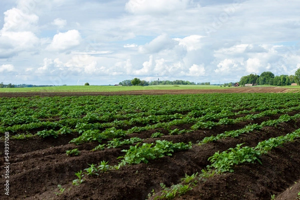 Obraz cereals farming in Linköping Sweden