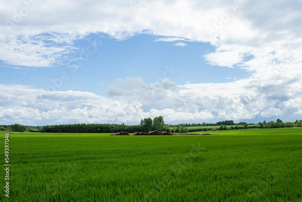 Obraz cereals farming in Linköping Sweden