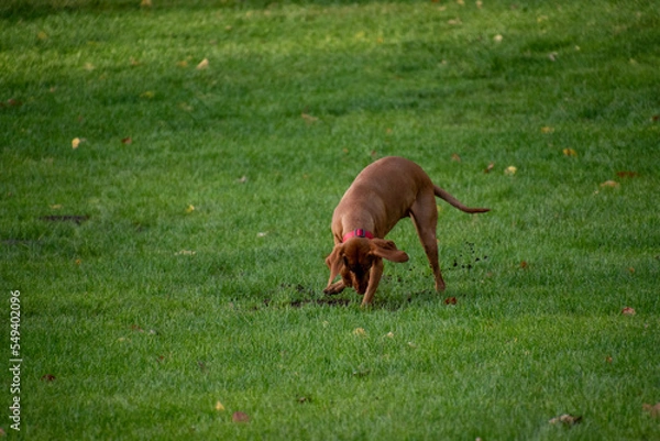 Obraz Dog Playing with a ball