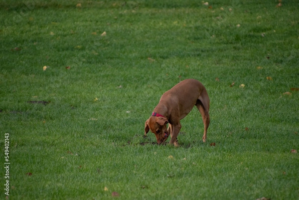 Obraz Dog Playing with a ball