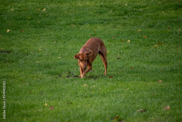 Obraz Dog Playing with a ball